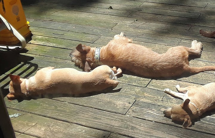 Though wary of people, Elvis enjoyed the company of other dog