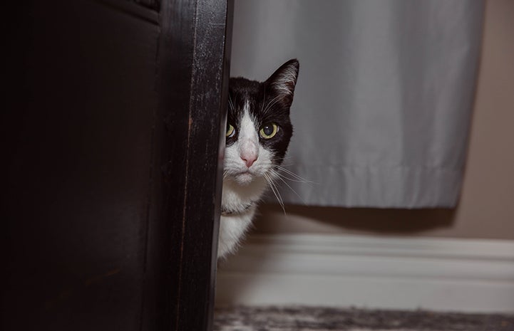 Houdini the black and white cat peeking around a corner