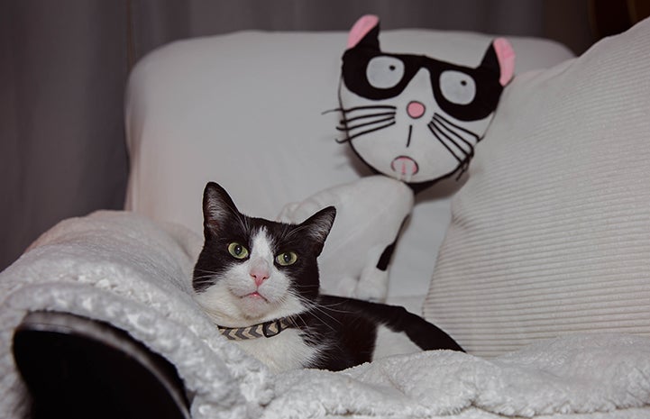 Houdini the black and white cat with a plush stuffed cat behind that that looks like him