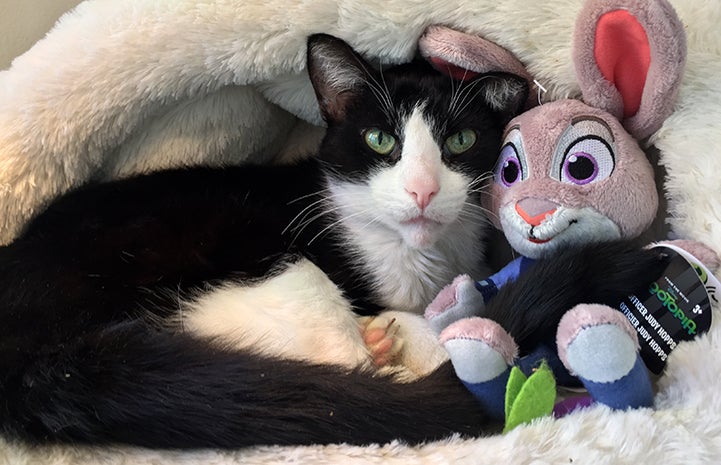 Houdini the black and white cat lying next to a plush stuffed rabbit