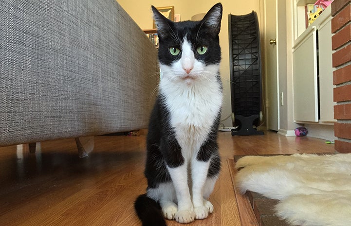 Houdini the black and white cat sitting at his new home