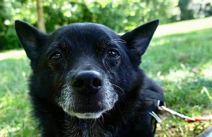 Pepito the senior dog outside in the grass