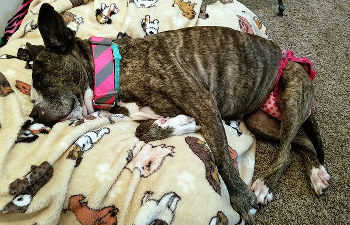 Princess Potato the dog sleeping on her bed while wearing her little pants