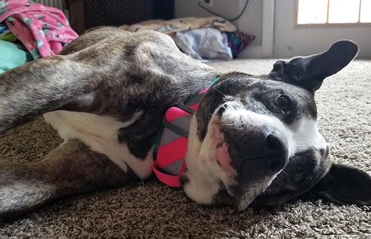 Princess Potato the dog lying down on some carpet