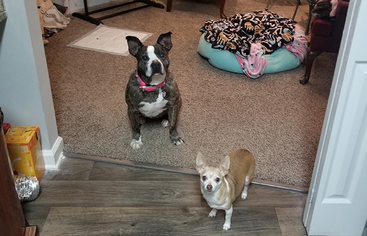 Princess Potato the dog standing by one of the adoptive family's other smaller dog, Punkin, the Chihuahua