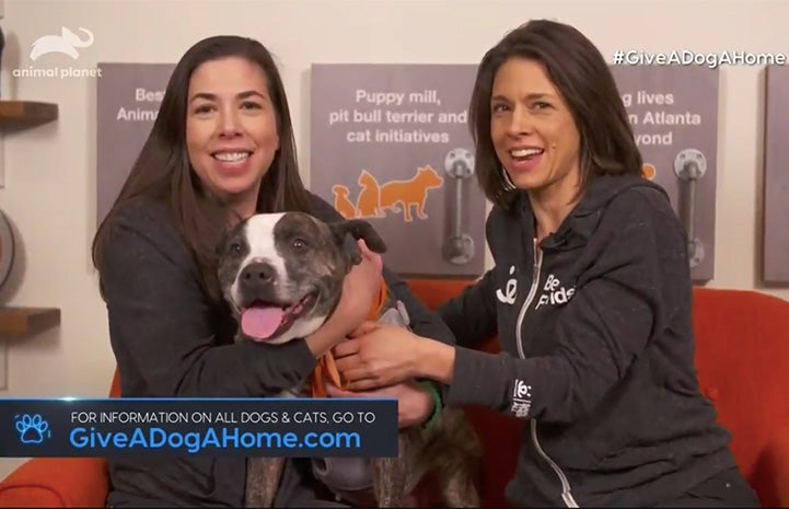 Screen shot of Princess Potato the dog appearing on Animal Planet’s “Give A Dog A Home: Live!" television show