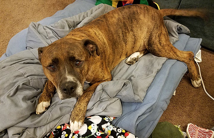 Goliath's age worked in his favor