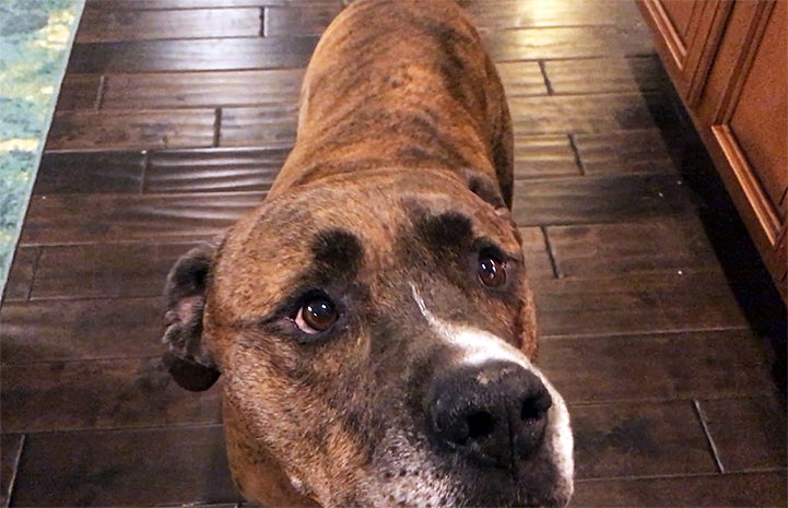 The name Goliath adequately describes his physique and larger-than-life personality