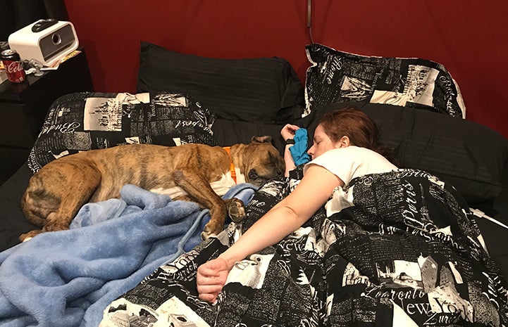 Goliath loves to flop onto beds and snooze with his new family members