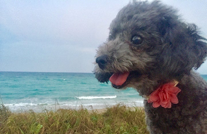 Zizou enjoys trips to the beach in Florida