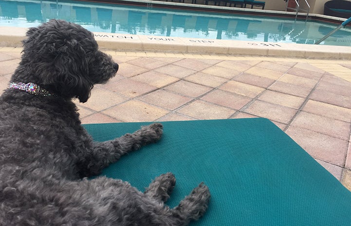 Zizou enjoys hanging poolside
