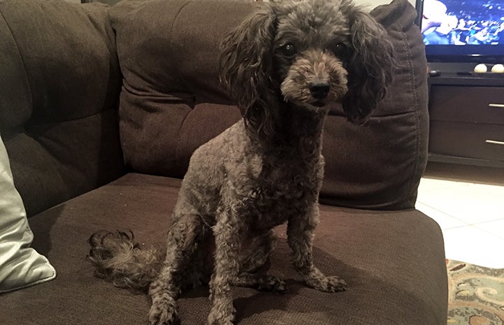 Even at 10 years old, Zizou's best days were ahead of her