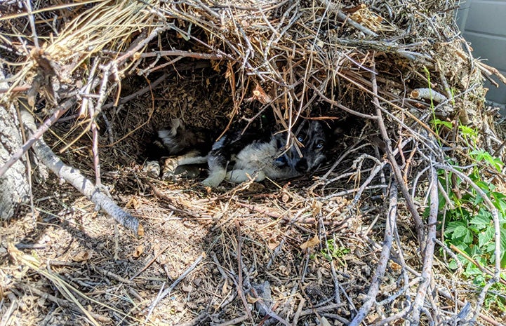 Azzurra the dog hiding in a next made of sticks