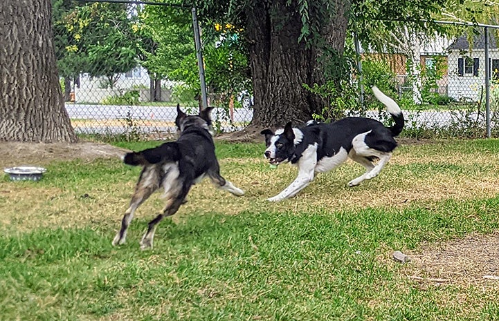 Azzurra and Petey the dogs running in the yard playing together