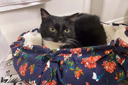 St. Clair the cat lying in a floral fabric cat bed