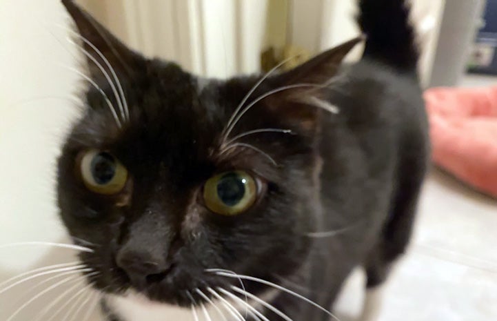A close-up of the face of St. Clair the black and white cat