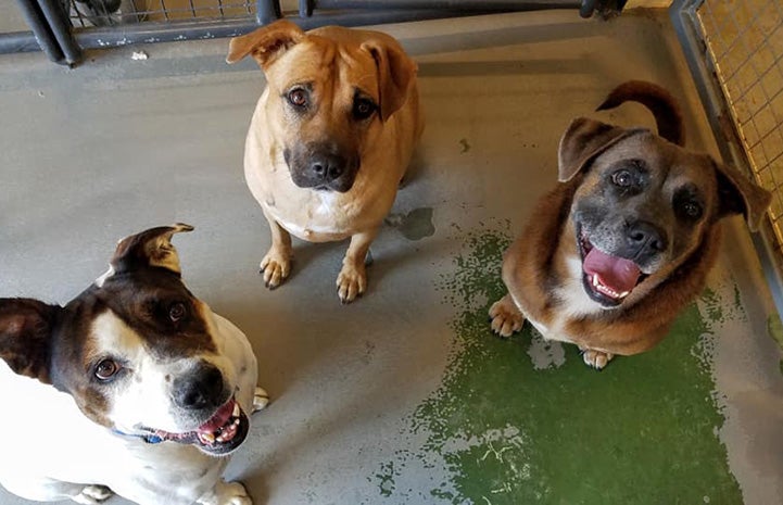 Frank, Ann and Checkers the dogs in a kennel together