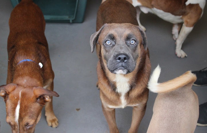 Frank the dog with other "fire dogs"