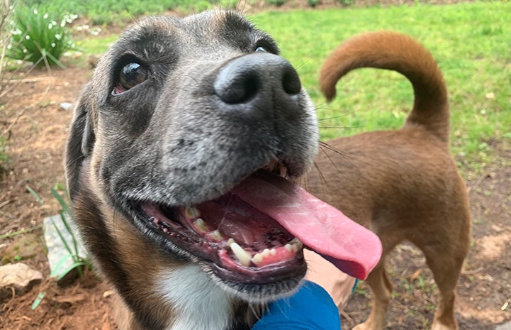 Frank the dog looking goofy with his tongue out