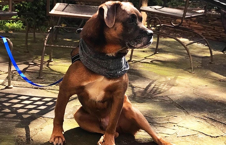 Frank the dog wearing a bandanna and sitting on a stone patio
