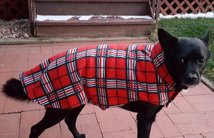 Julius the little black dog with a neuro issue wears a little fleece jacket when it’s cold out 