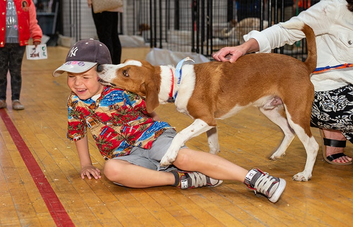 Laughing young boy wearing a colorful shirt and hat, on the ground while a brown and white hound dog kisses him on the face at the New York Super Adoption event