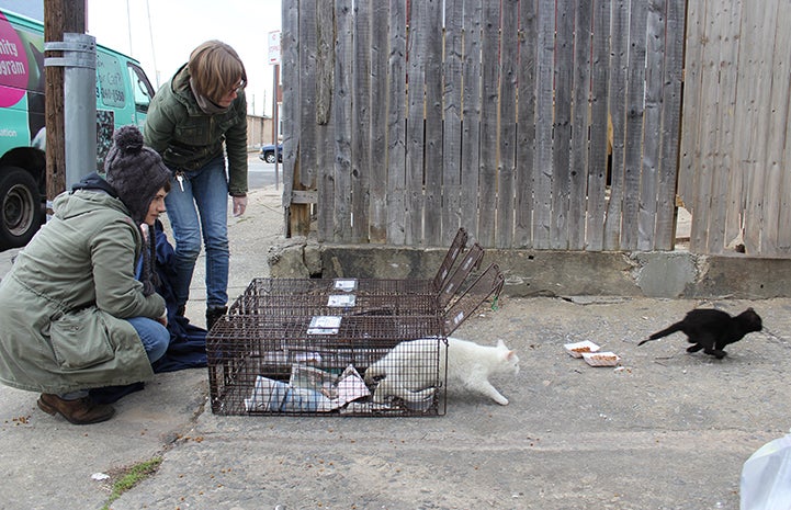 Two people with three open humane traps with two cats running away