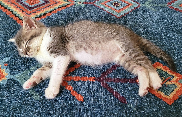 Kramer the kitten sleeping on a carpet