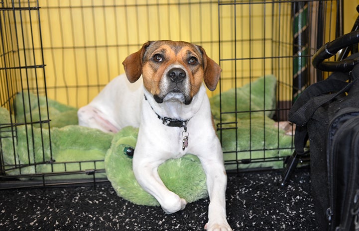 Alice the dog lying halfway out of her kennel