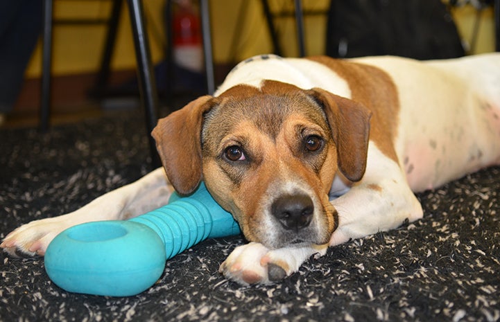 Alice the dog lying next to a blue toy bone