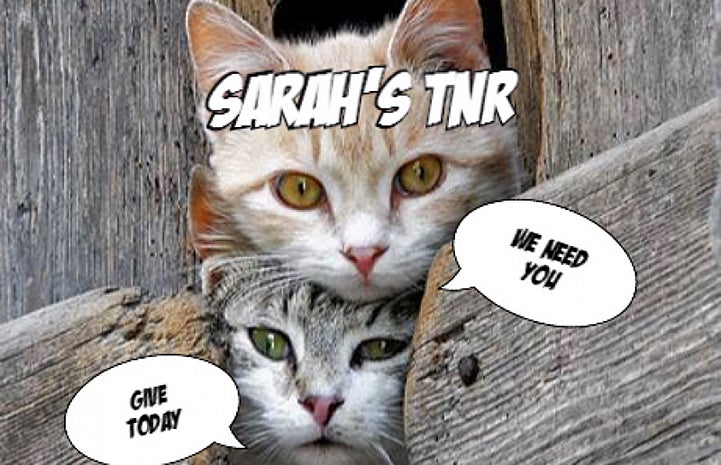 Sarah raised enough money to open her own TNR organization