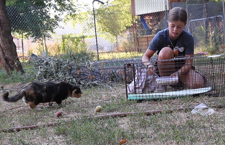 Sarah Jones setting up a humane trap for TNR