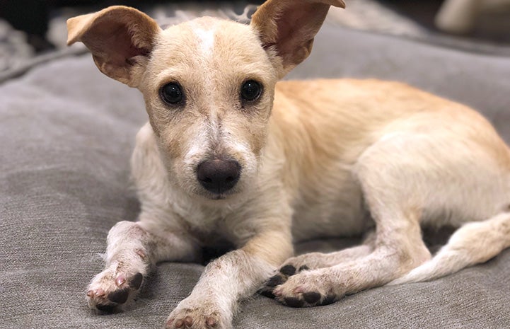 Terrier mix dog lying down on some fabric