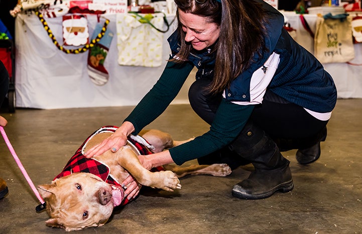Blue, the three-legged dog, getting a belly rub from a woman at the December 2017 New York Super Adoption