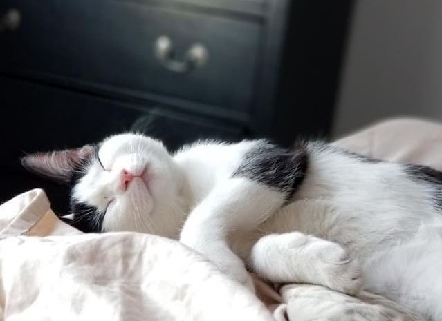Black and white kitten lying in a bed sleeping