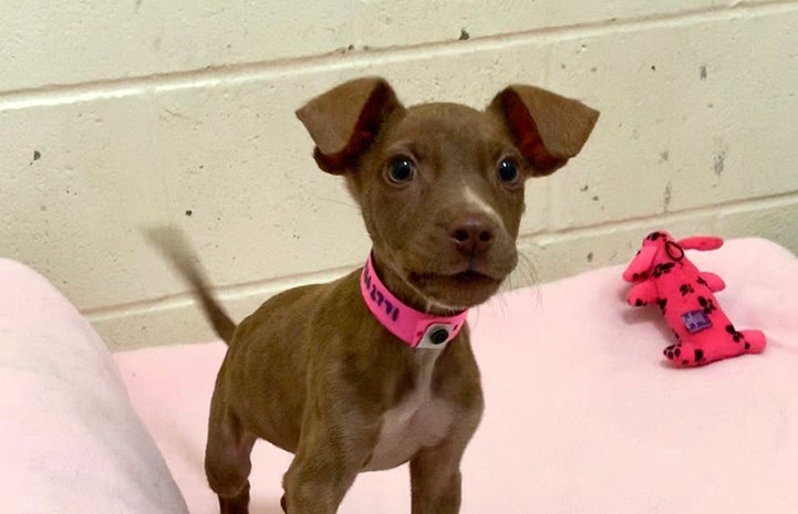 Monique the puppy in a kennel with a pink blanket and dog toy