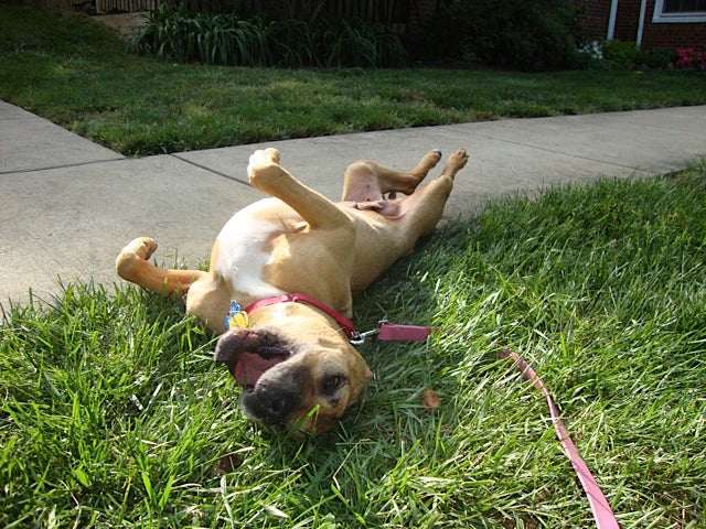 Georgia the Vicktory dog rolling in the grass and living life to the fullest