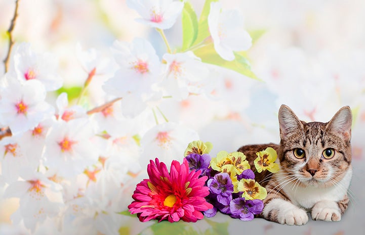 Kitten next to flowers with a flower background
