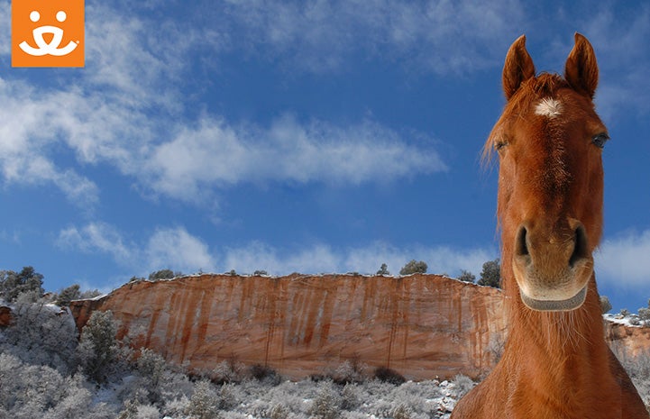 Brown horse in front of red cliff with snow background with a Best Friends logo