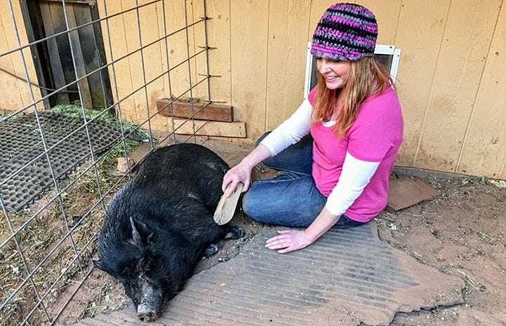 Volunteer Billie Johnson gives a potbellied pig a brushing bellyrub