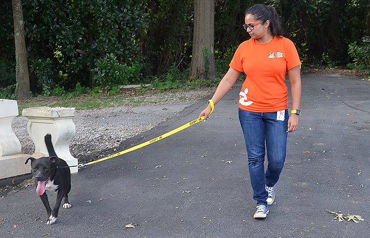 Volunteer Swarnima Singh walking Sirius the dog