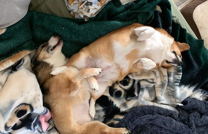 Lovey and another dog sleeping next to each other