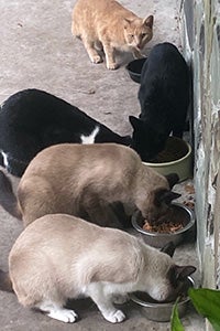 Group of community cats eating in a row