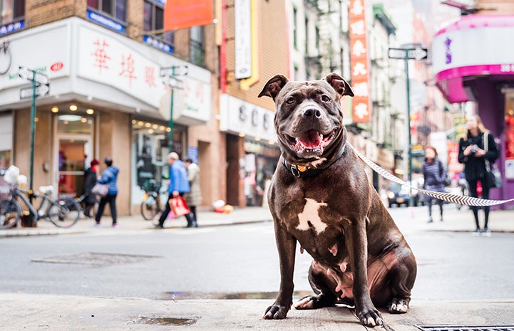Brown pit-bull-terrier-type dog with a white chest on a leash in front of a street scene in Chinatown in New York City
