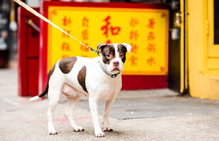 White and brown pit-bull-terrier-type dog in front of a yellow sign with red writing in Chinatown in New York City