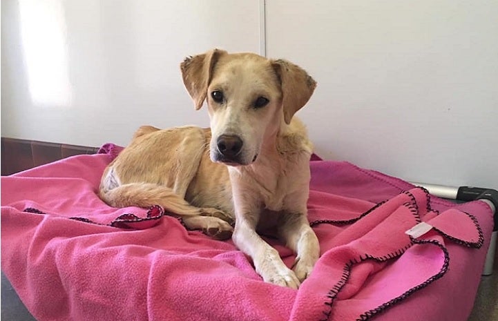 Zora the emaciated dog before she received treatment for exocrine pancreatic insufficiency