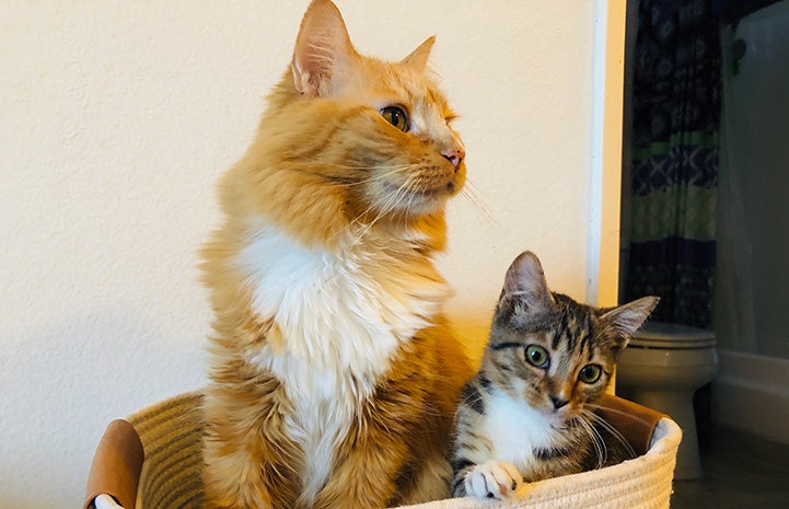 Poppy the cat in a cup cat be with foster kitten Rapunzel