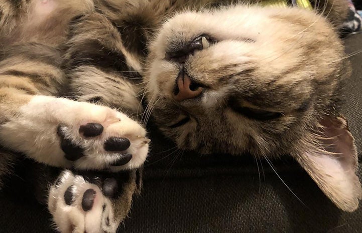 Mayflower the tabby cat sleeping with his head curled up close to his toes