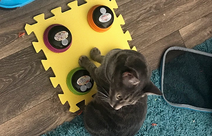 Ripley the cat sitting next to the buttons