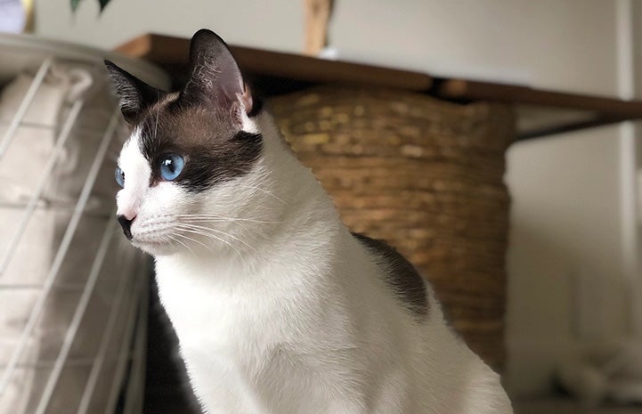 Profile of Monica the cat